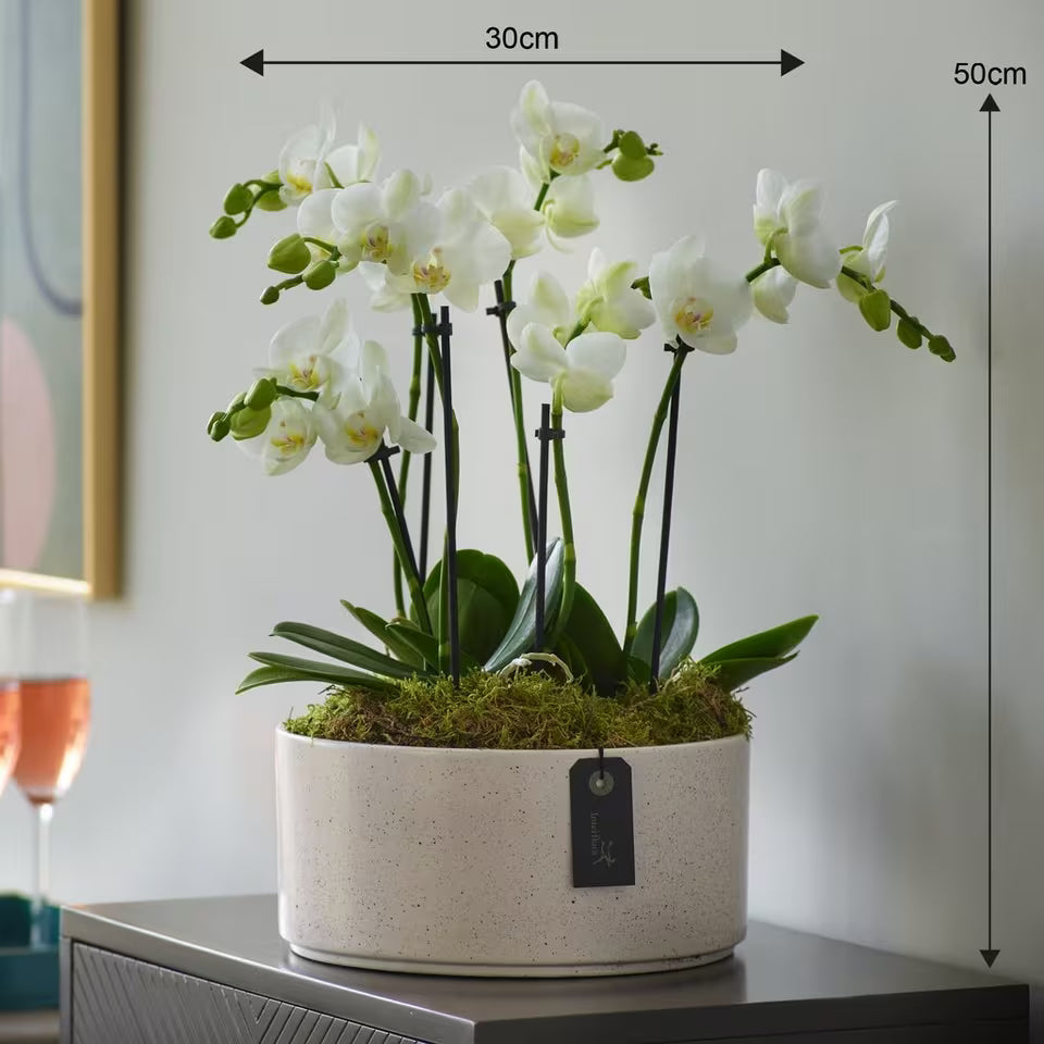Striking Orchid