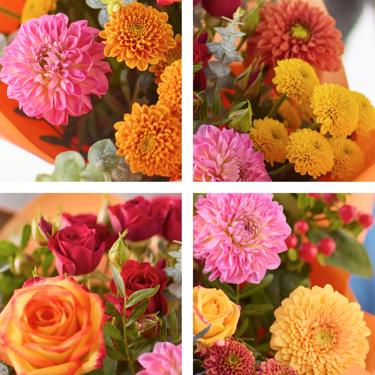 The Dahlia Delight