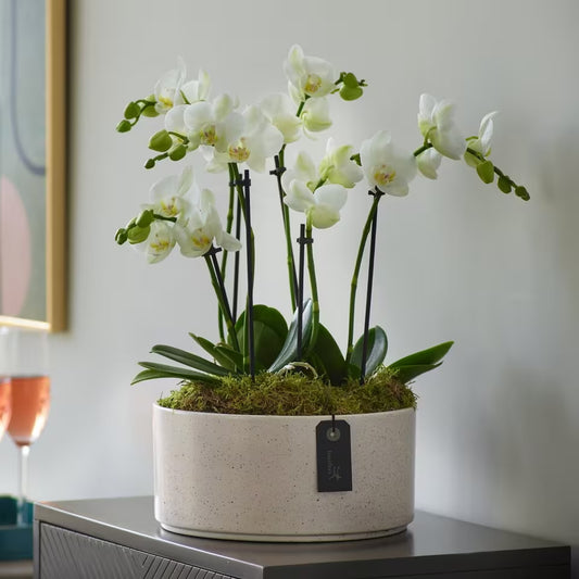 Striking Orchid