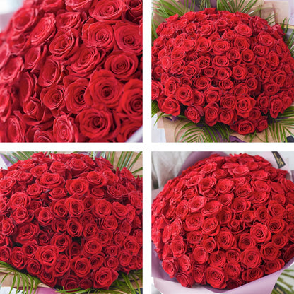 100 Large-headed Red Rose Valentine's Grand Gesture